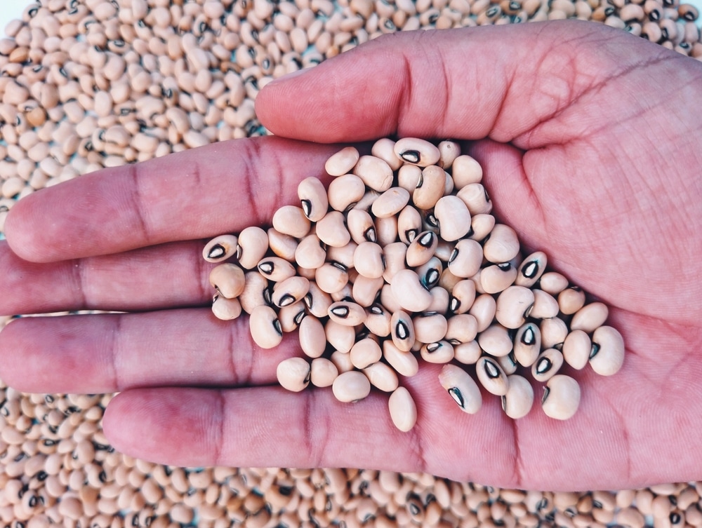 A view of a hand holding black eyed peas